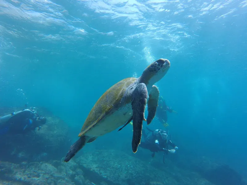Tortue marine nageant paisiblement au-dessus d'un fond rocheux avec des plongeurs