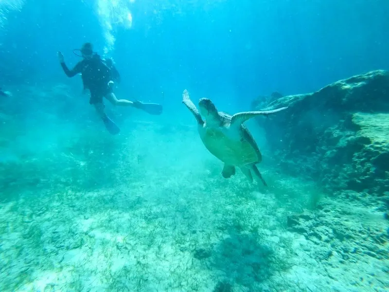 Plongeur et tortue marine nagent ensemble dans une eau claire et bleue