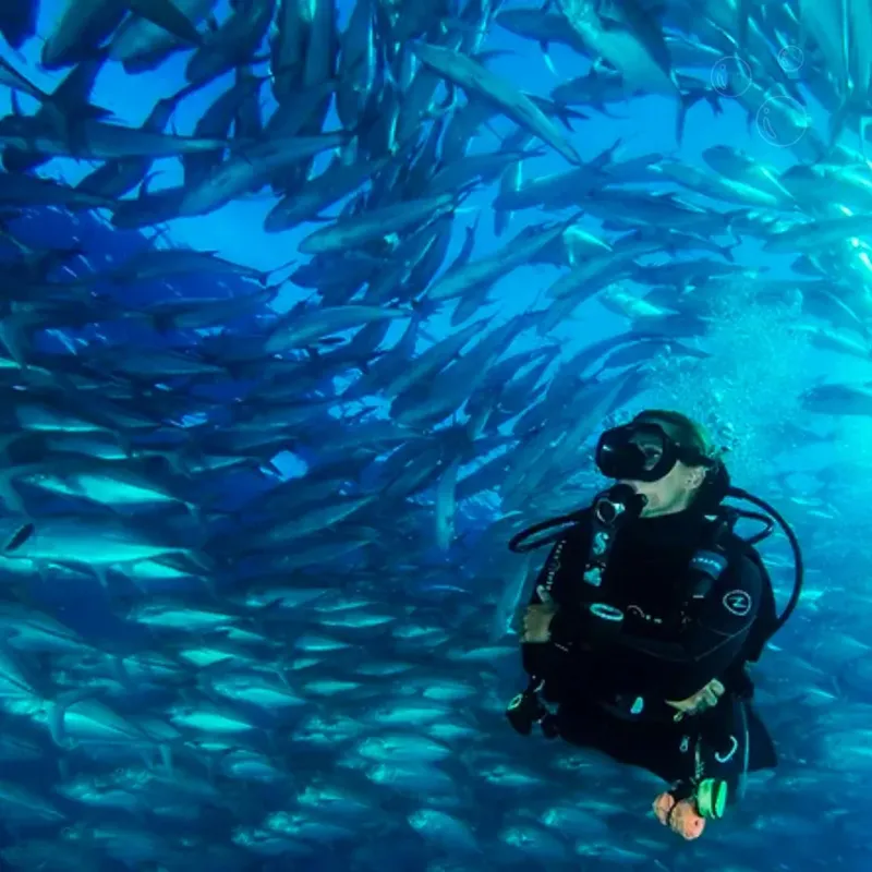 Plongeur au milieu d'un banc de poissons dans l'eau bleue