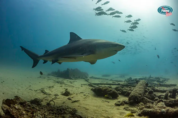 Requin nageant au-dessus d'un fond marin rocheux avec banc de poissons