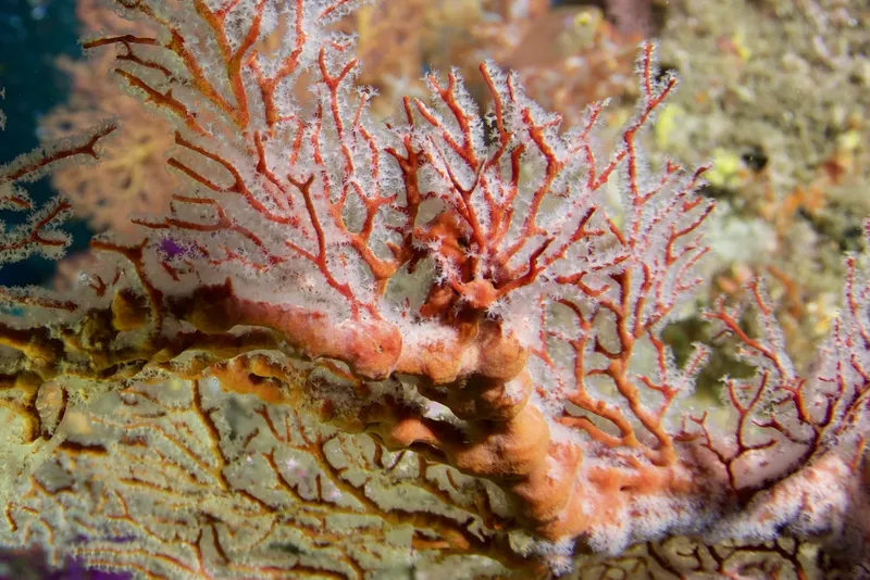 Gorgone de Méditerranée, corail rouge, faune marine, fond rocheux