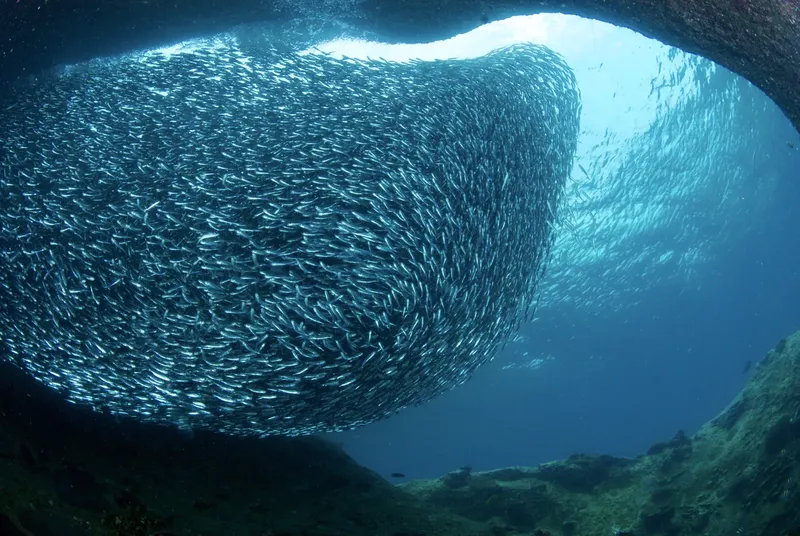 Un banc de poissons argentés forme une sphère sous l'eau