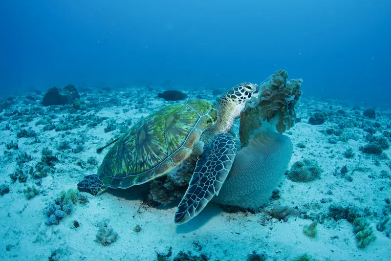 Tortue marine nageant au-dessus d'un récifal corallien en eaux claires