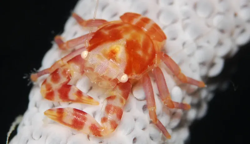Crabe rouge et blanc sur une éponge blanche fond noir
