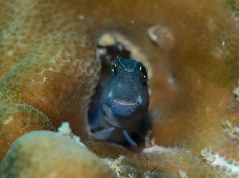 Petit poisson bleu regardant la caméra depuis son refuge corallien