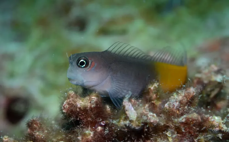 Petit poisson gris et jaune posé sur un récif corallien