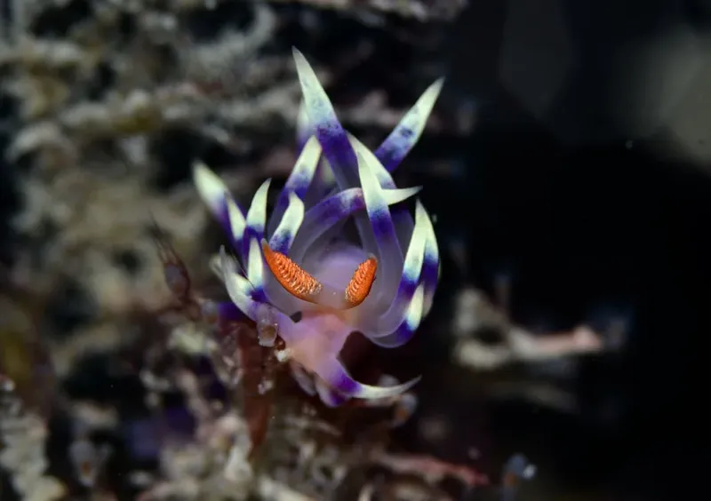Nudibranche colorée avec des excroissances plumeuses sur un fond sombre