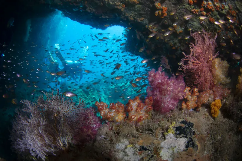 Plongeur explorant une grotte sous-marine avec un banc de poissons colorés