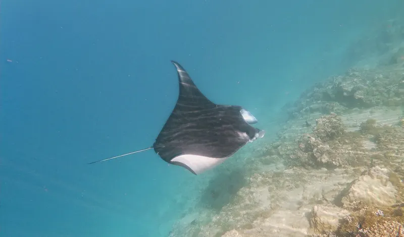 Raie manta nageant gracieusement dans une eau claire et turquoise