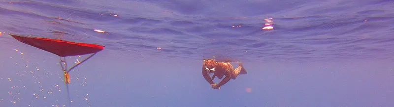 Raie manta nageant en apnée, vue d'en bas dans l'eau bleue