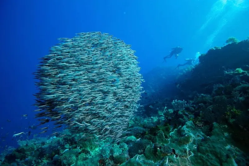 Banc de poissons argentés et deux plongeurs explorant un récifal corallien