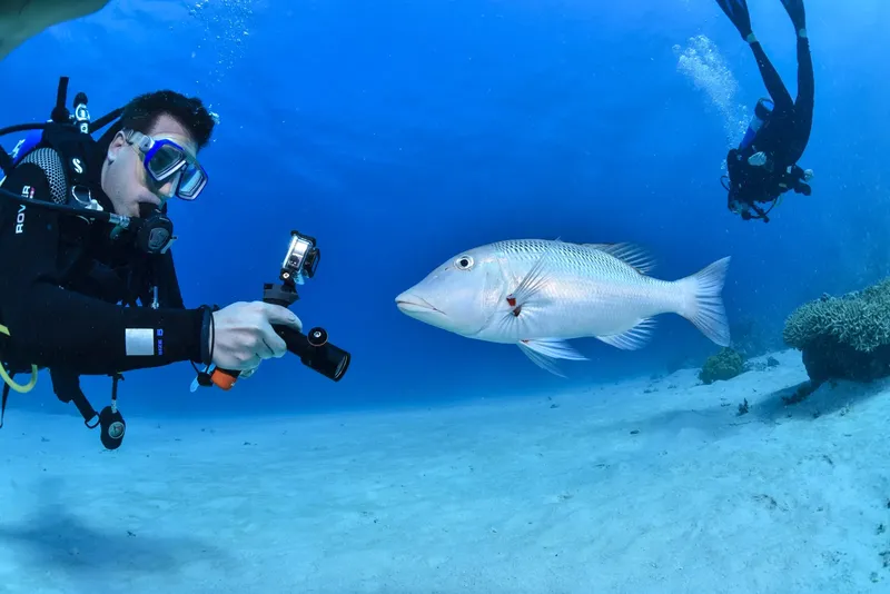 Plongeur photographiant un mérou, en face à face sous-marin