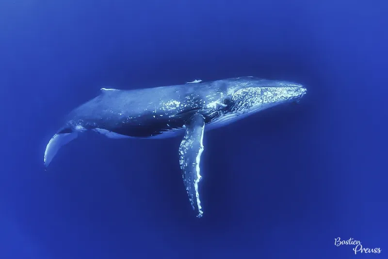 Baleine à bosse nageant dans l'océan bleu, vue sous-marine spectaculaire