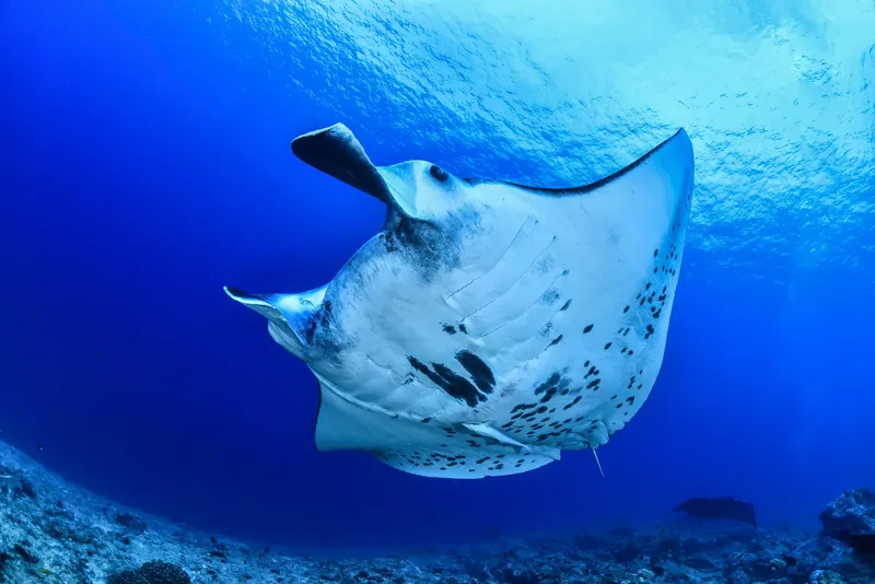 Raie manta nageant gracieusement dans les eaux bleues de l'océan