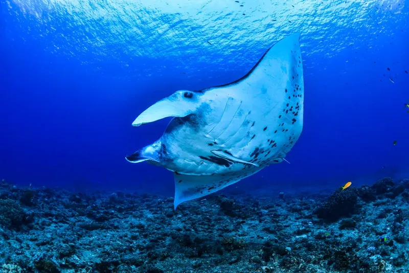 Deux raies manta nagent gracieusement dans les eaux bleues tropicales