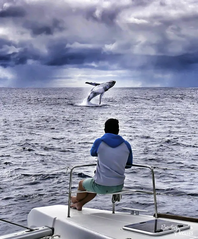 Homme observant une baleine sauter hors de l'océan agité