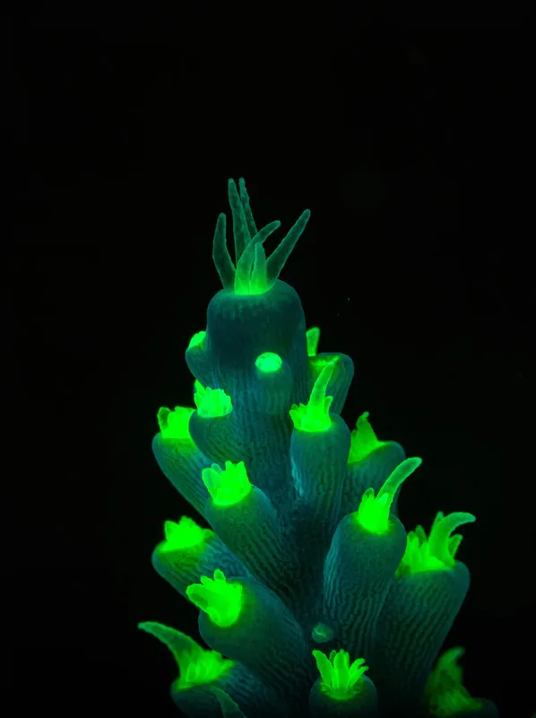 Corail fluorescent vert éclairé dans l'obscurité des profondeurs marines
