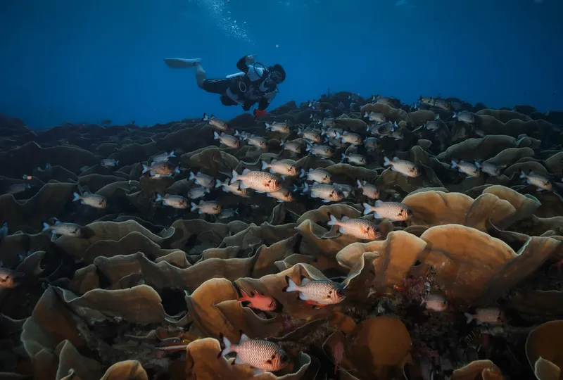 Plongeur au milieu d'un banc de poissons sur un récifal corallien