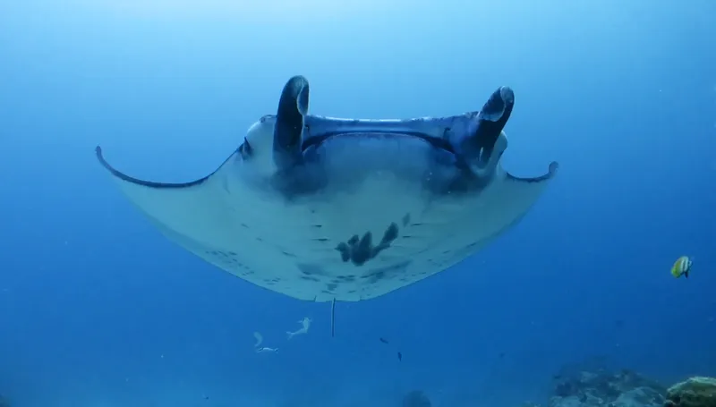 Grande raie manta nageant gracieusement dans l'eau bleue et claire