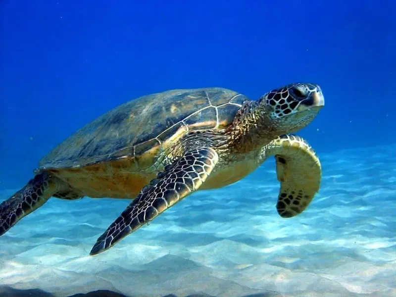 Tortue marine nageant paisiblement dans une eau bleue et claire