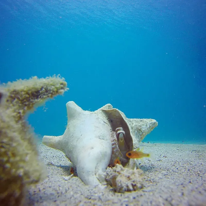Coquillage blanc sur fond sableux avec un petit poisson tropical
