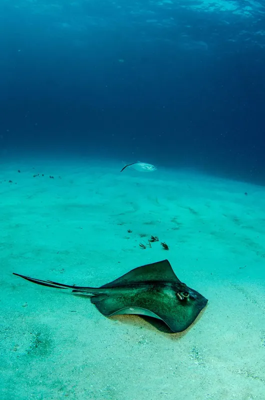 Raies manta évoluent gracieusement dans un environnement sous-marin turquoise et clair
