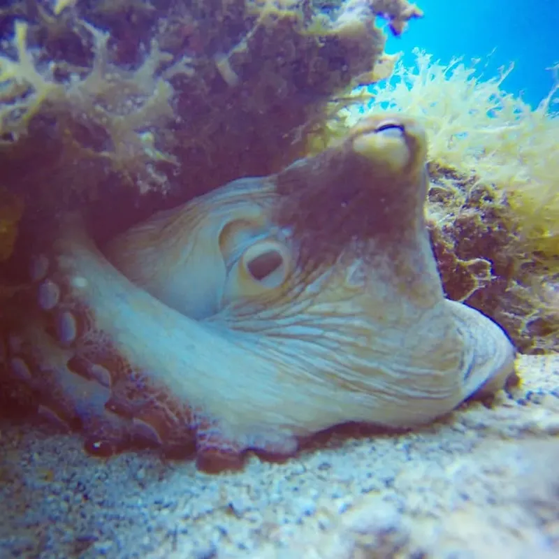 Pieuvre se fondant dans le corail et le sable marin