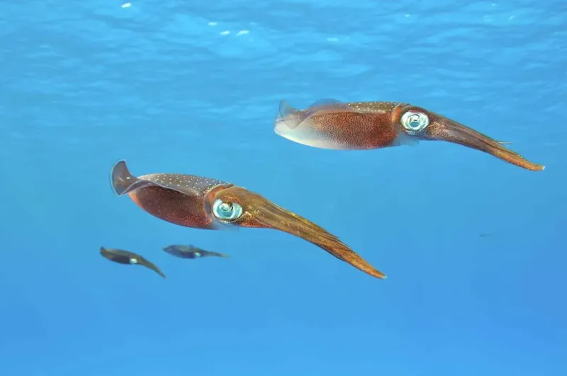 Deux calmars nagent dans l'eau bleue, avec d'autres poissons