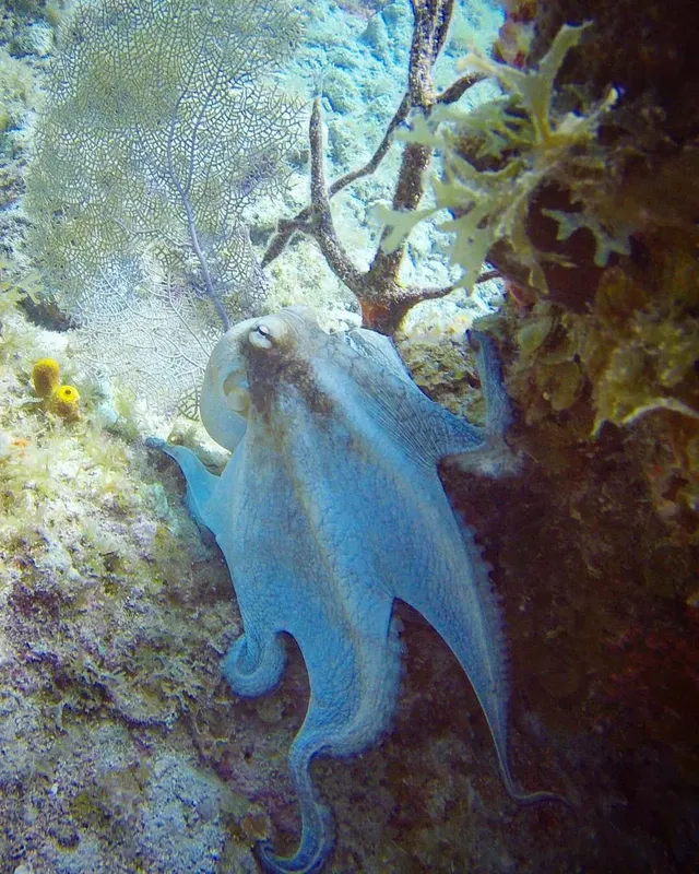 Pieuvre se camouflant sur un récifal corallien en milieu marin