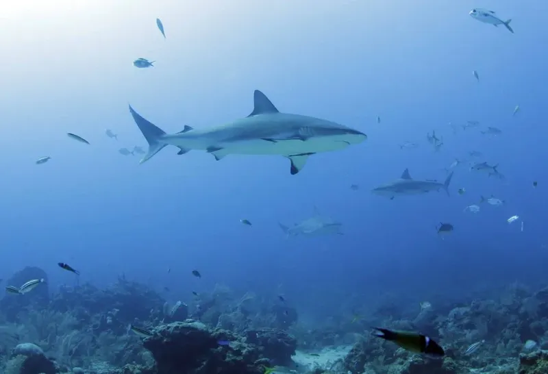 Requin de récif pointe blanche nageant dans une eau bleue claire