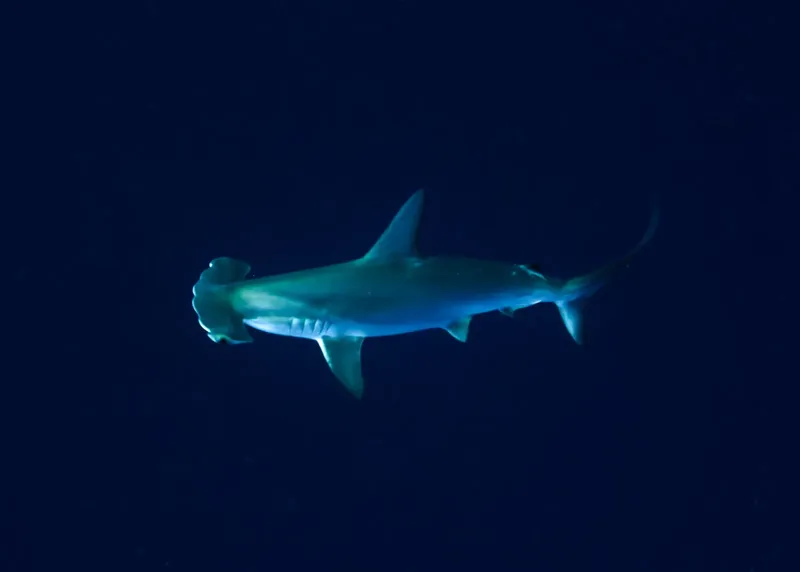 Requin marteau nageant dans les profondeurs bleues de l'océan