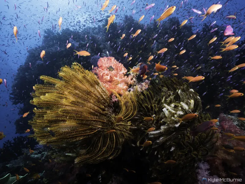 Recif corallien luxuriant avec de nombreux poissons tropicaux colorés
