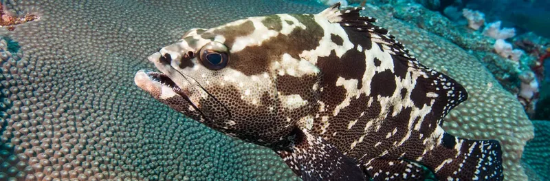 Grand mérou tachetés nageant près d'un récifal corallien coloré