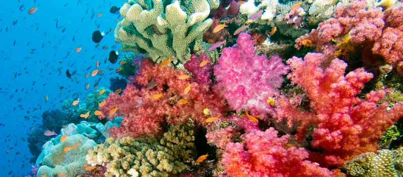 Récif corallien coloré avec de nombreux poissons tropicaux en mer