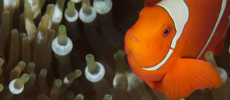 Poisson clown orange et blanc se cache dans une anémone de mer
