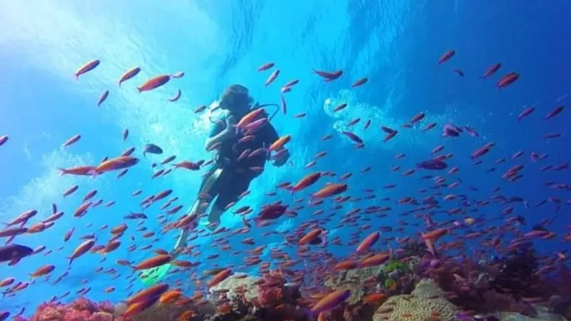 Plongeur au milieu d'un banc de poissons colorés dans l'eau bleue