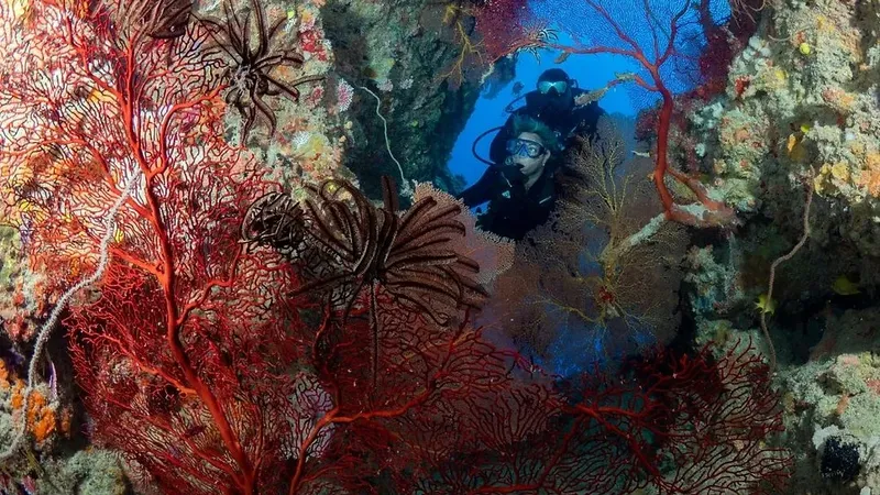 Deux plongeurs explorent un récif corallien coloré et rocheux