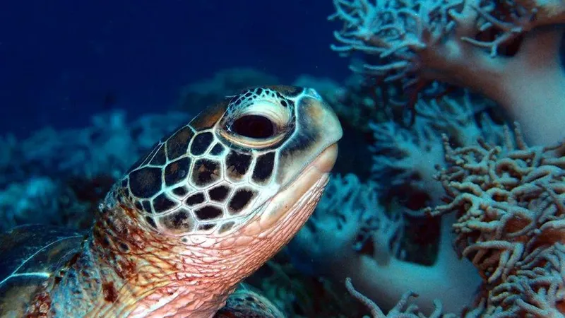 Tortue marine nageant près de coraux bleus en milieu aquatique