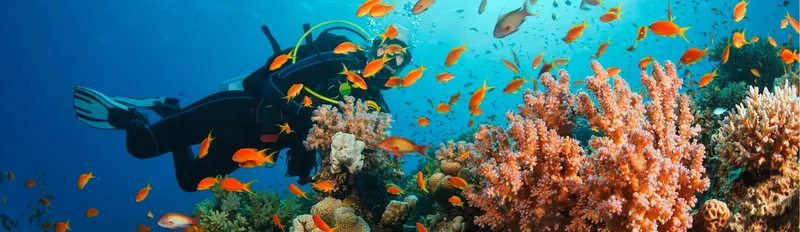 Plongeur explore un récif corallien coloré avec de nombreux poissons