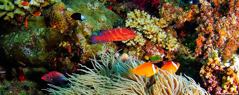 Recif corallien coloré avec poissons clowns et autres espèces marines