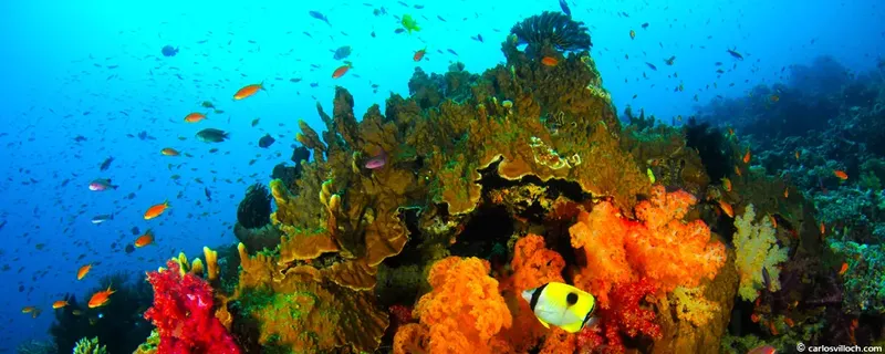 Recif corallien coloré avec de nombreux poissons tropicaux en mer