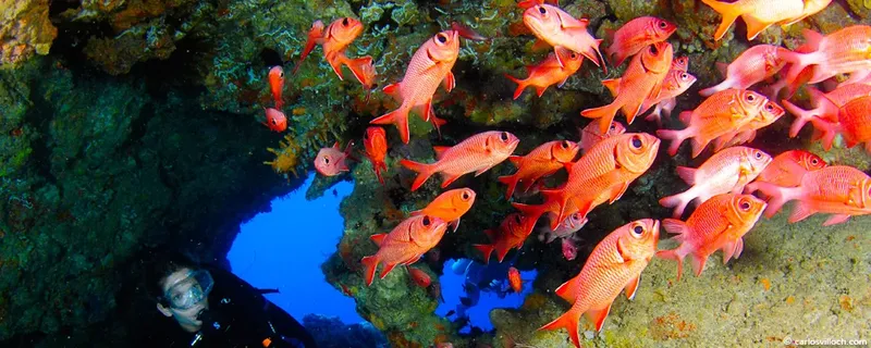 Banc de poissons rouges et plongeur explorant un récif corallien
