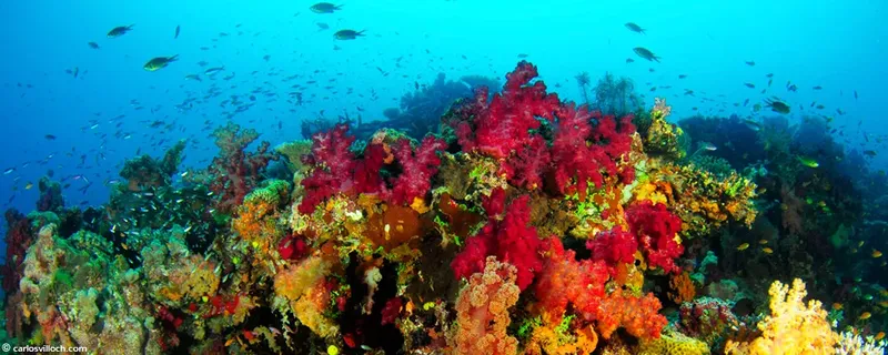 Recif corallien coloré avec des poissons et des gorgones rouges