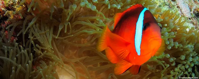 Poisson clown orange et blanc se cache dans une anémone de mer