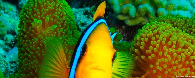 Poisson jaune et bleu nageant parmi des coraux colorés en mer