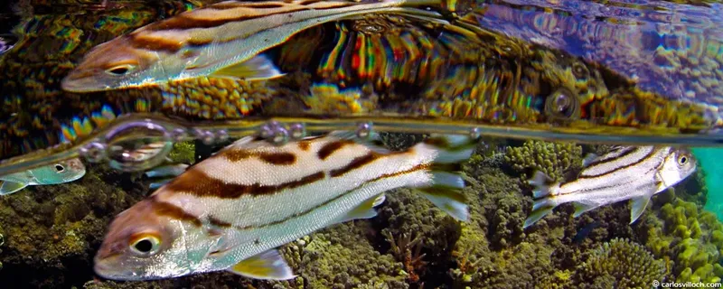 Bancs de poissons rayés nageant au-dessus d'un récifal corallien coloré