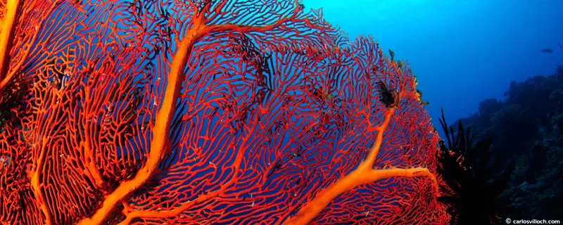 Gorgones rouges immenses et complexes dans une eau bleue profonde