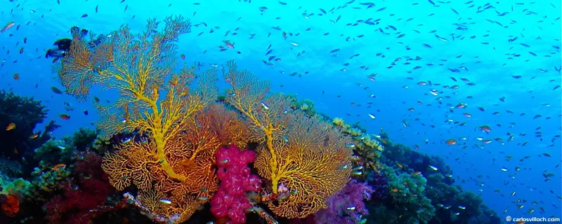 Coraux gorgones jaunes et poissons multicolores dans un récif tropical