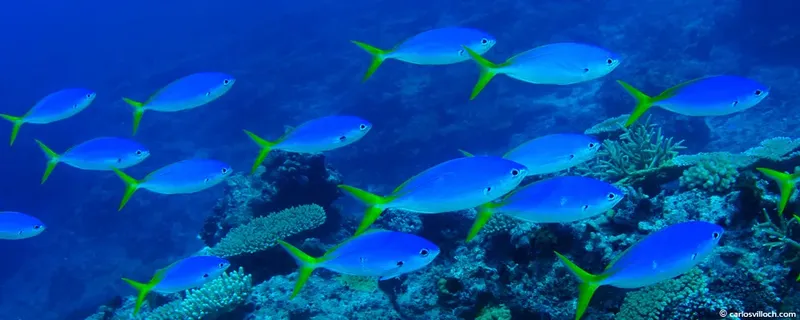 Banc de poissons bleus nageant au milieu de coraux colorés