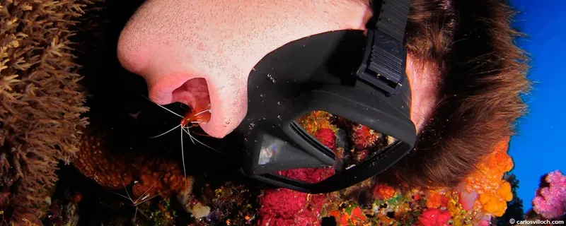 Plongeur avec un petit crustacé accroché près de son masque
